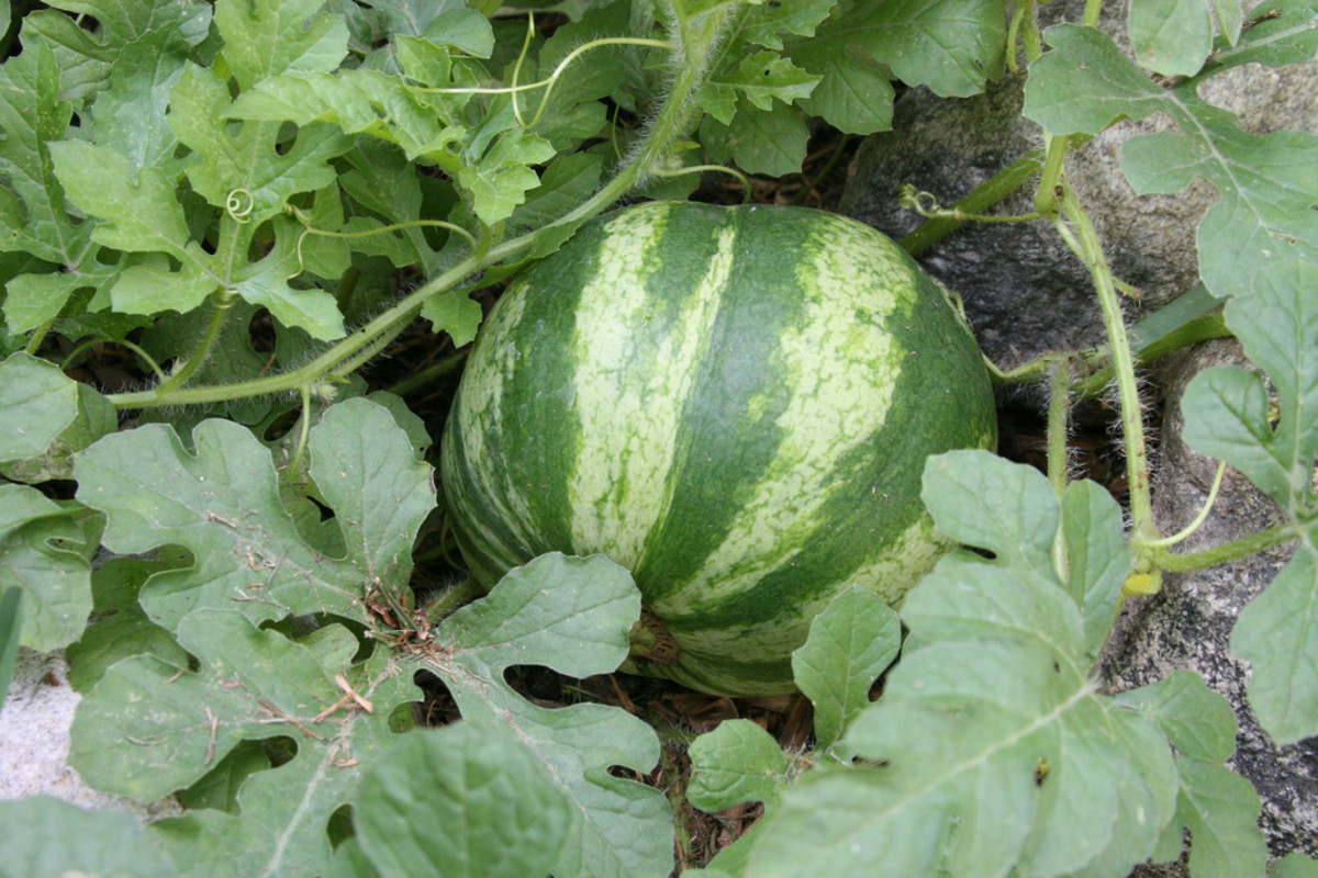 how-to-grow-seedless-watermelons