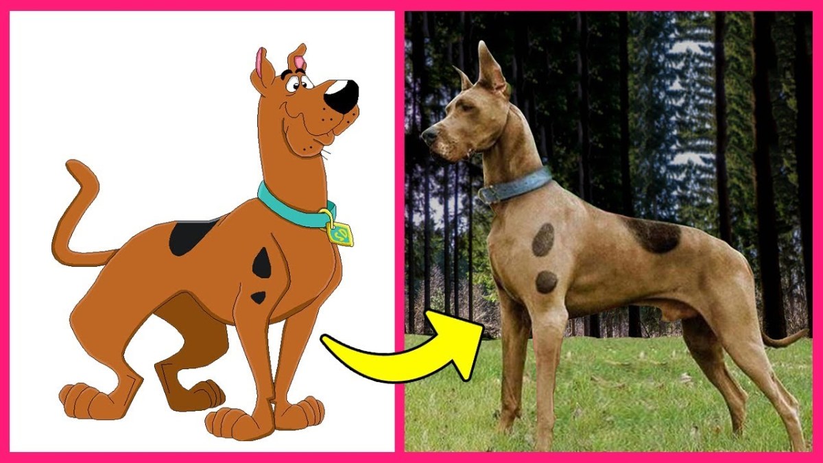 What Kind of Dog is Scooby Doo, Snoopy, Pluto, lady & Others