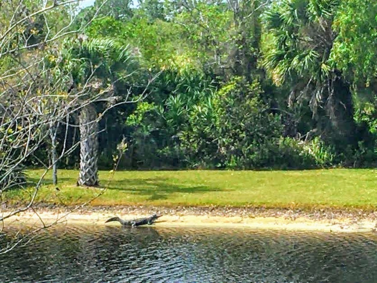 Florida Landscape with a Gator