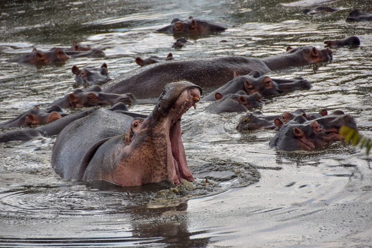 colombia-has-a-hippo-problem
