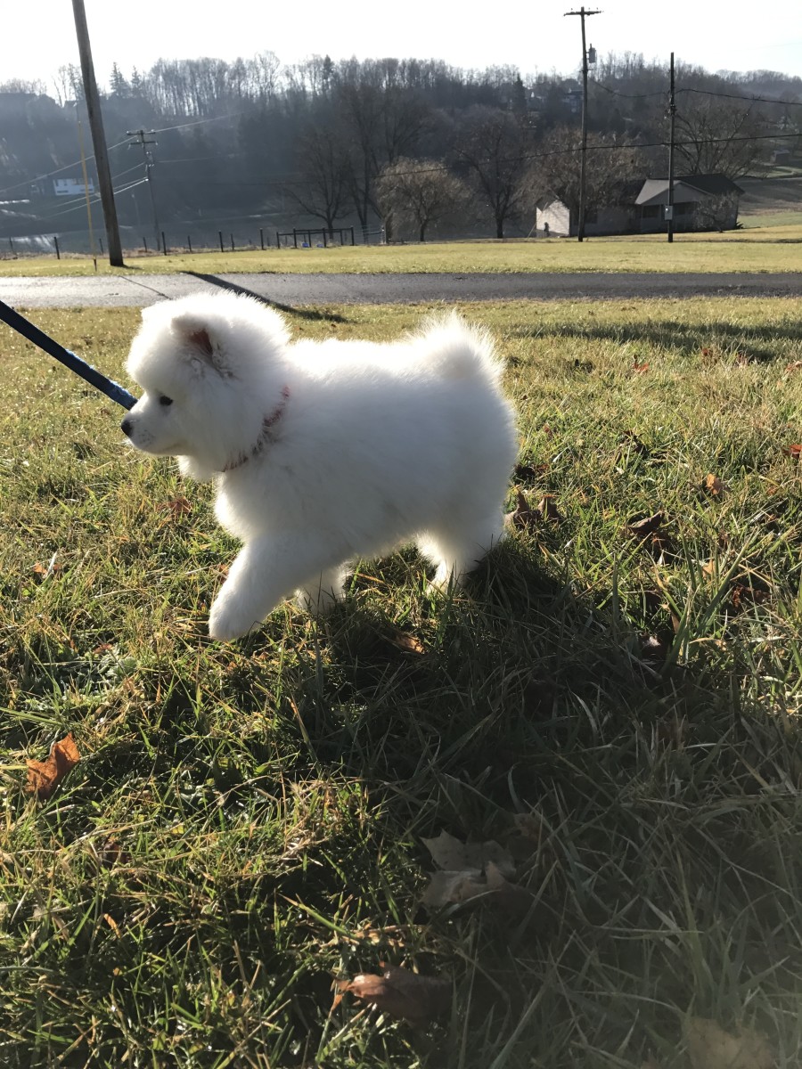 Puppy House Training Tips HubPages