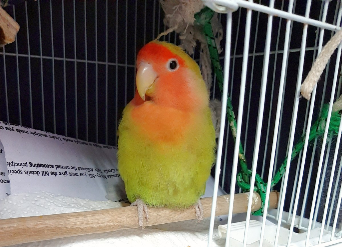 How I Gained My Lovebird's Trust