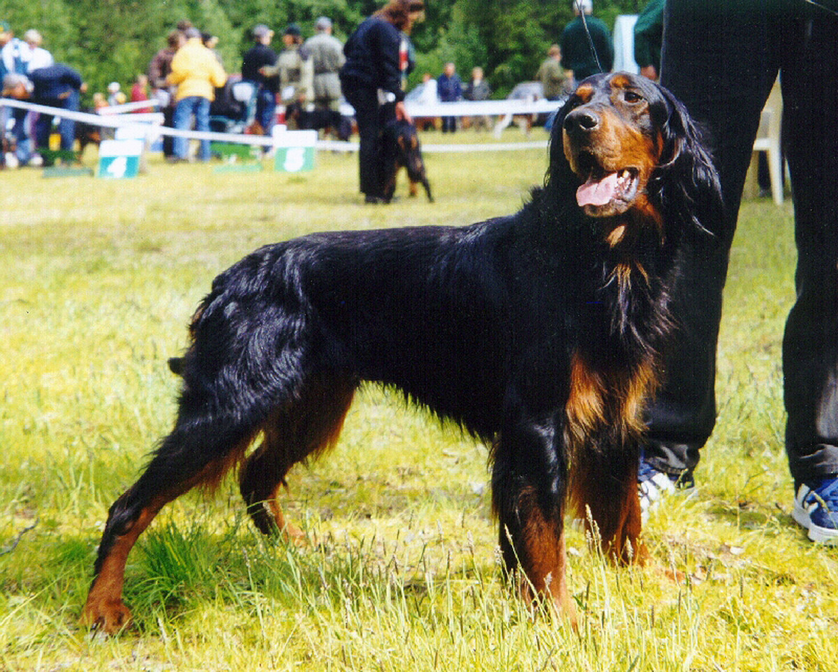 Gordon Setter participating in a dog show.