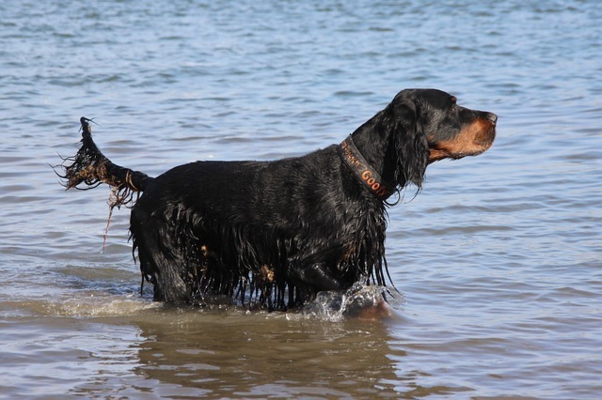Gordon Setter playing outside in the water.