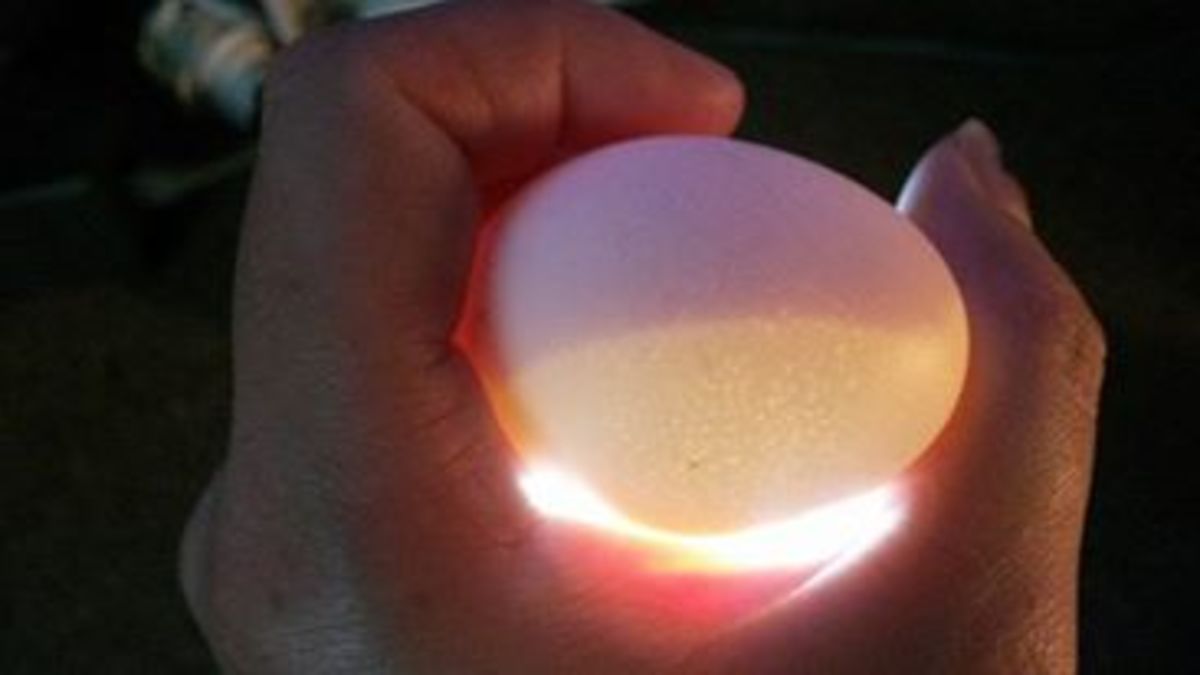 Candled Chicken Egg