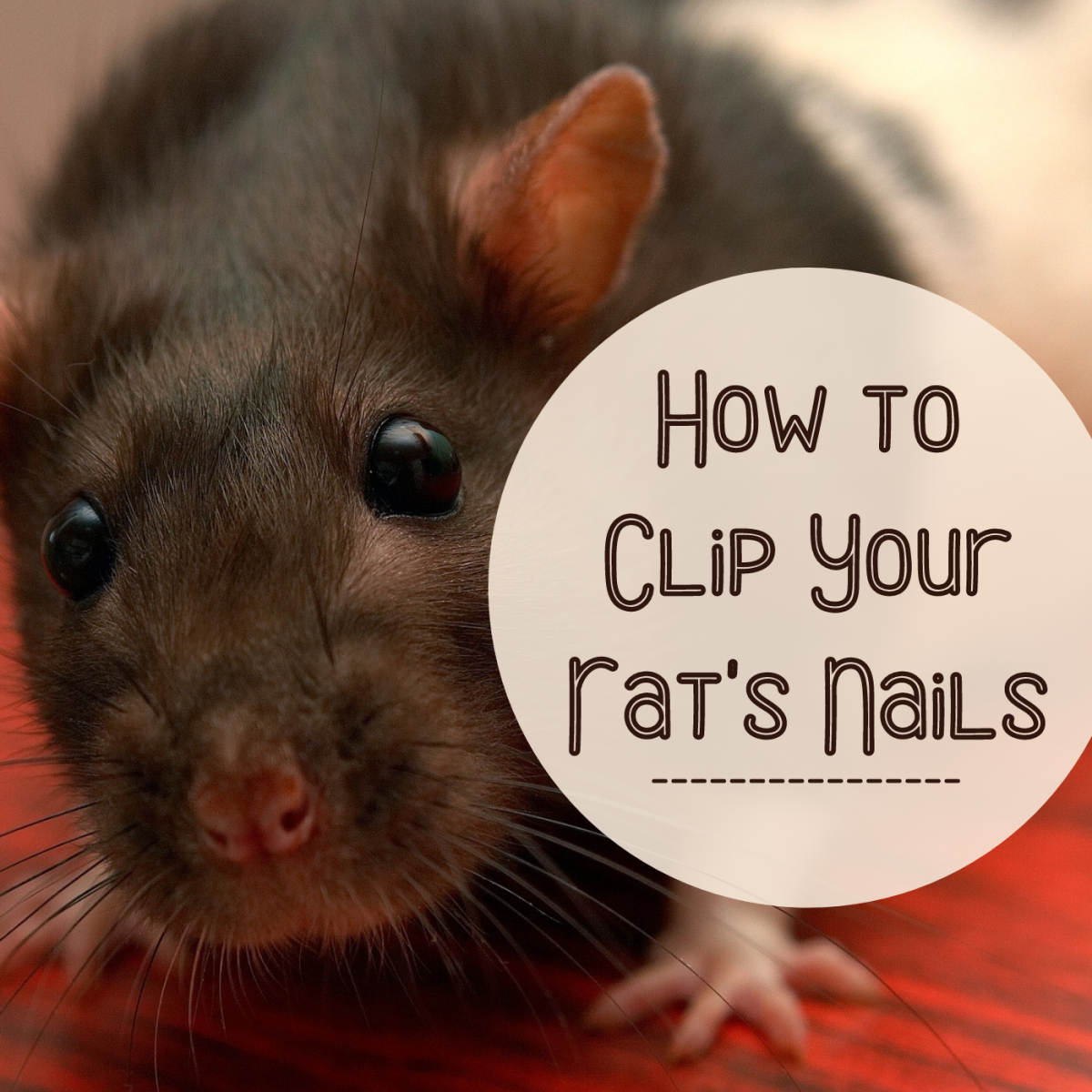 How to Trim Your Pet Rat's Nails
