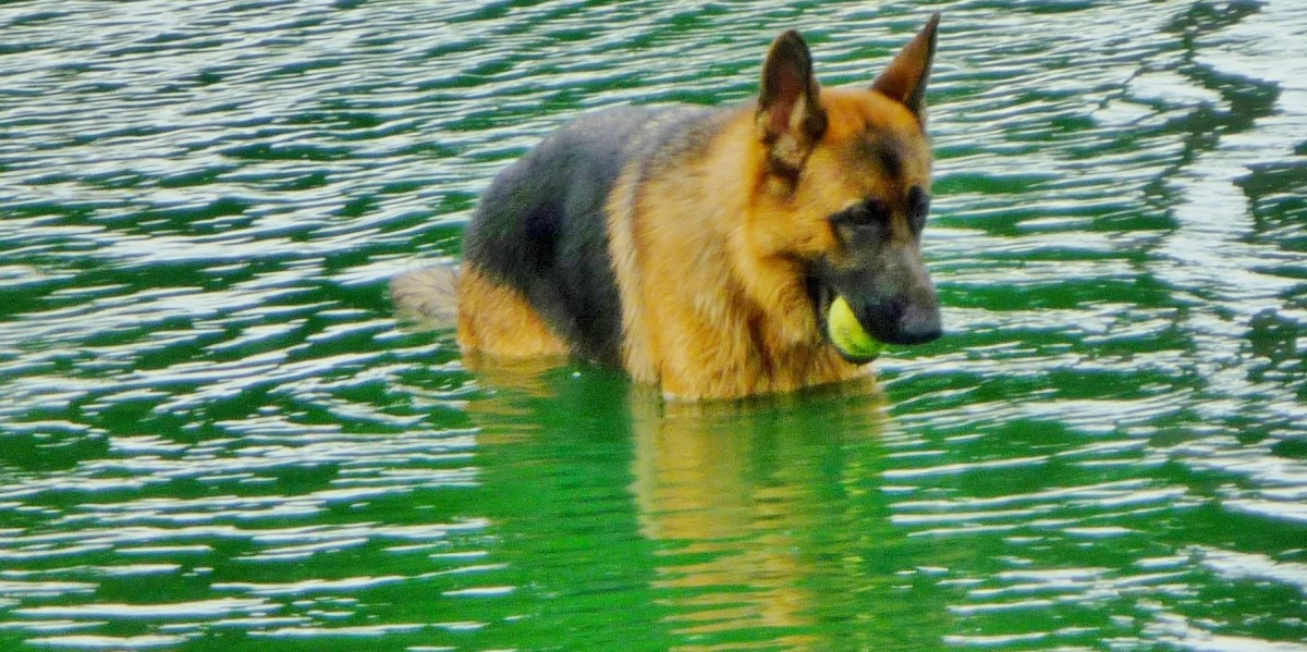 Katy Dog Park 14 Acres of Fun for People and Pets in Katy, TX