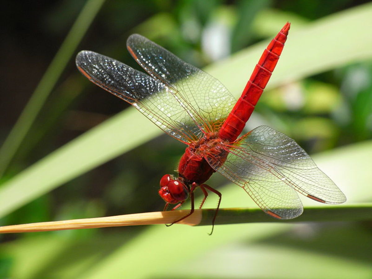 Dragonflies - Facts and Photos