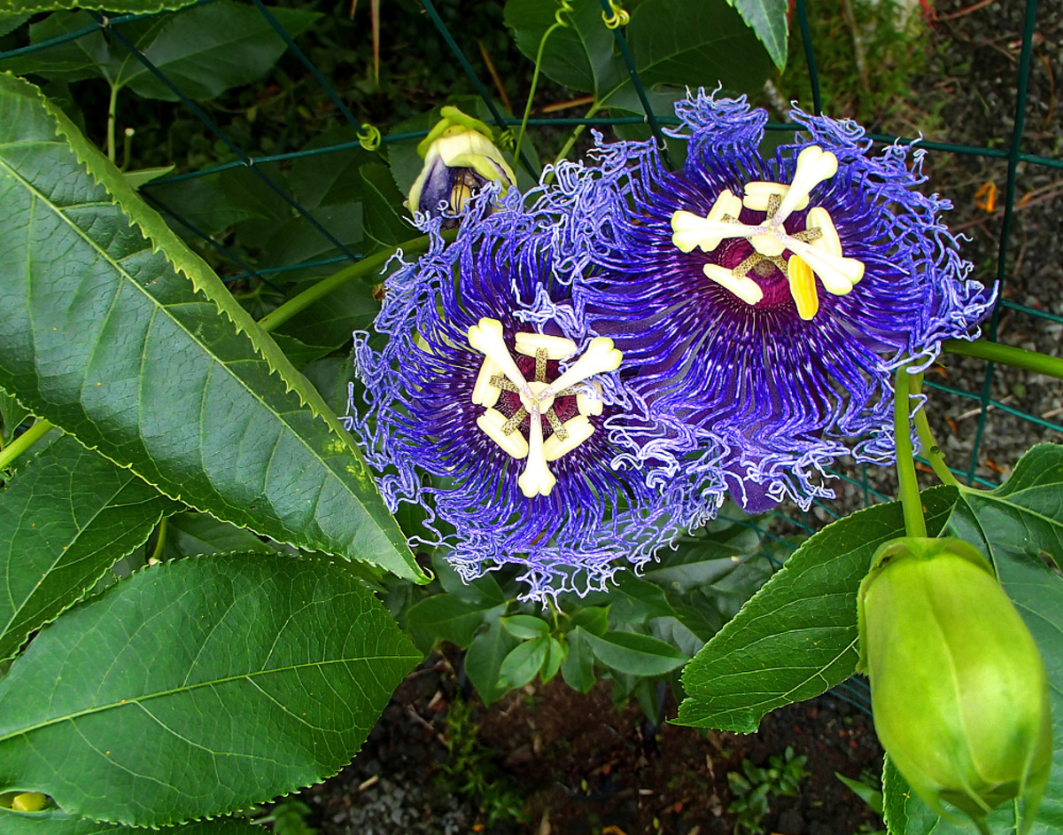 Blue Passion Flower (Passiflora sp.)