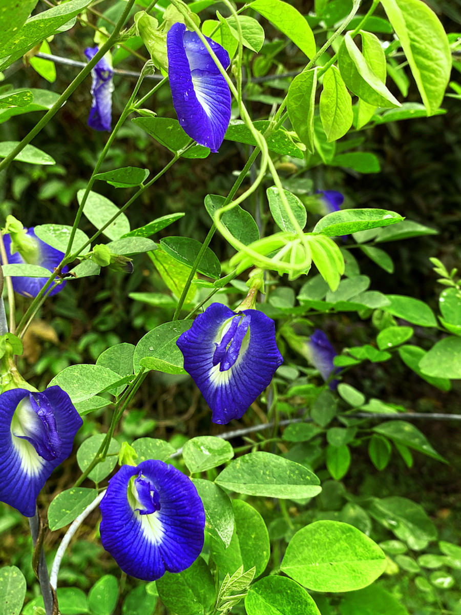Blue butterfly pea is also called Asian pigeonwings, blue bell vine, or Darwin pea.