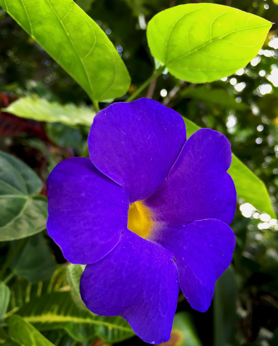 Thunbergia battiscombei 'blue boy' has the most luxurious blue color.