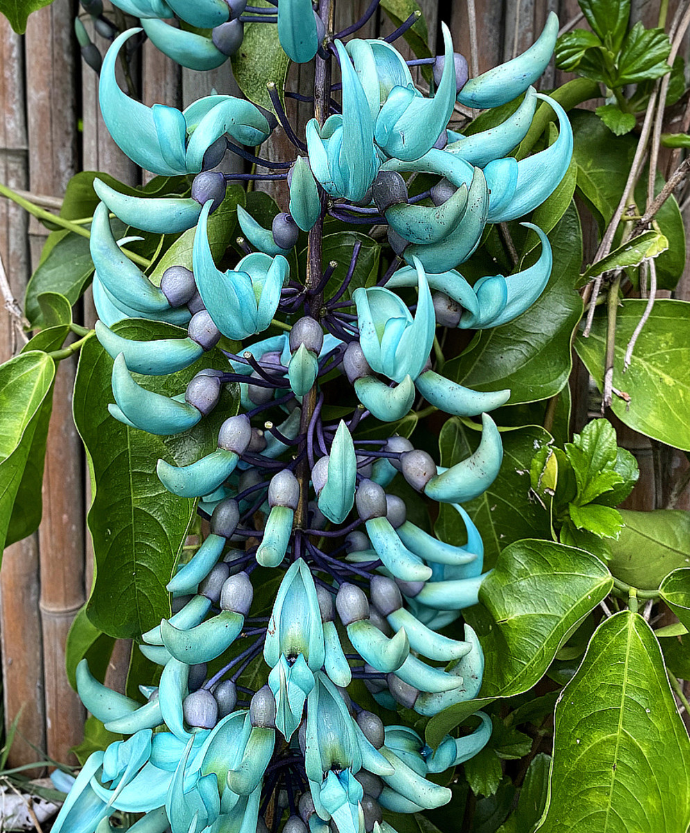 Blue jade vine with its unusual, exotic blossoms.