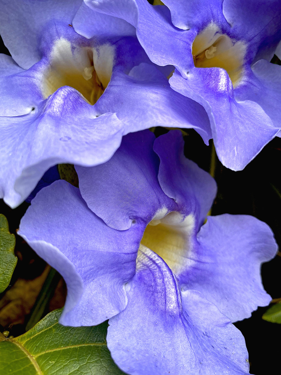Close-up view of the irresistibly charming thunbergia blossoms.