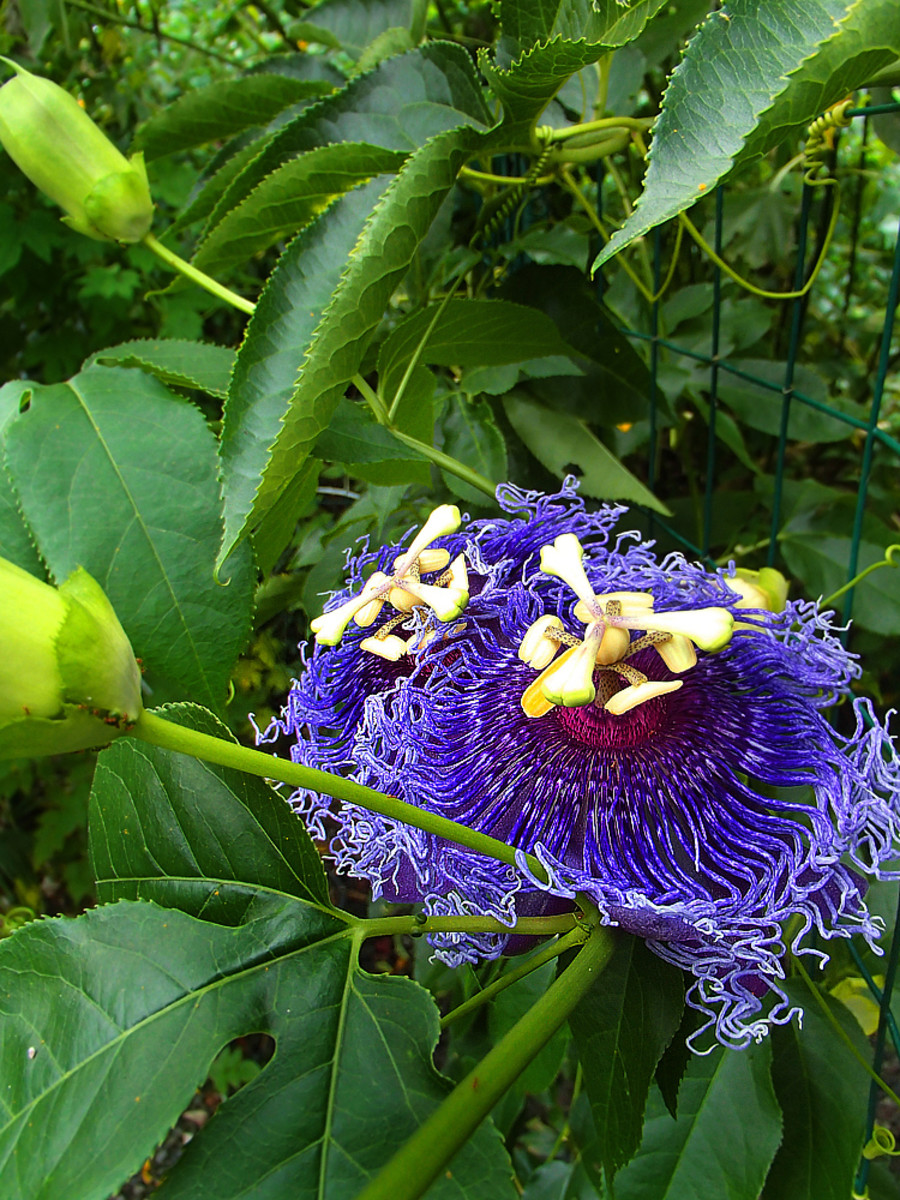 Blue passionflower unleashes its intoxicating scent at night to lure pollinators.