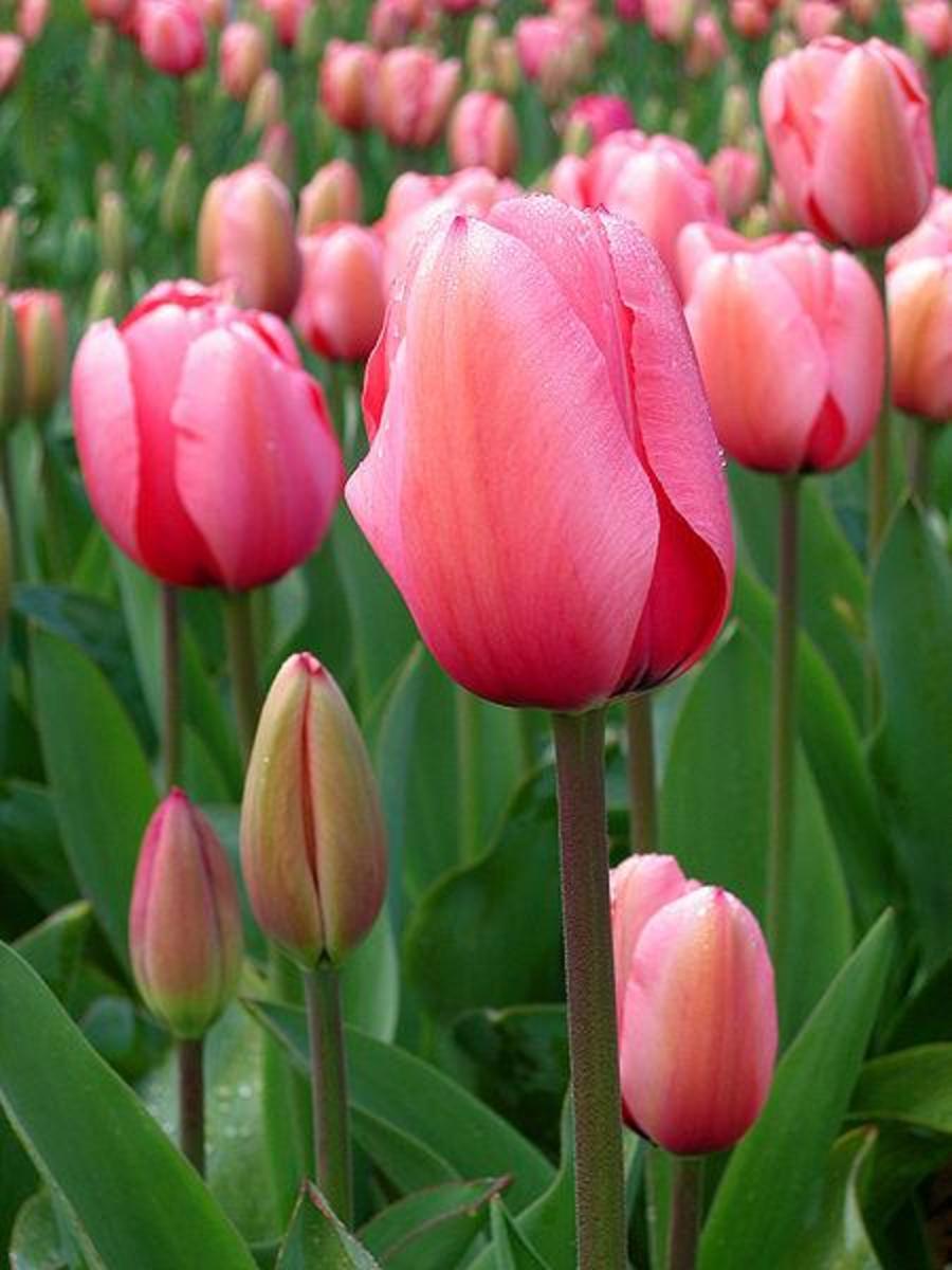Nothing signifies Spring like bright colored tulips!