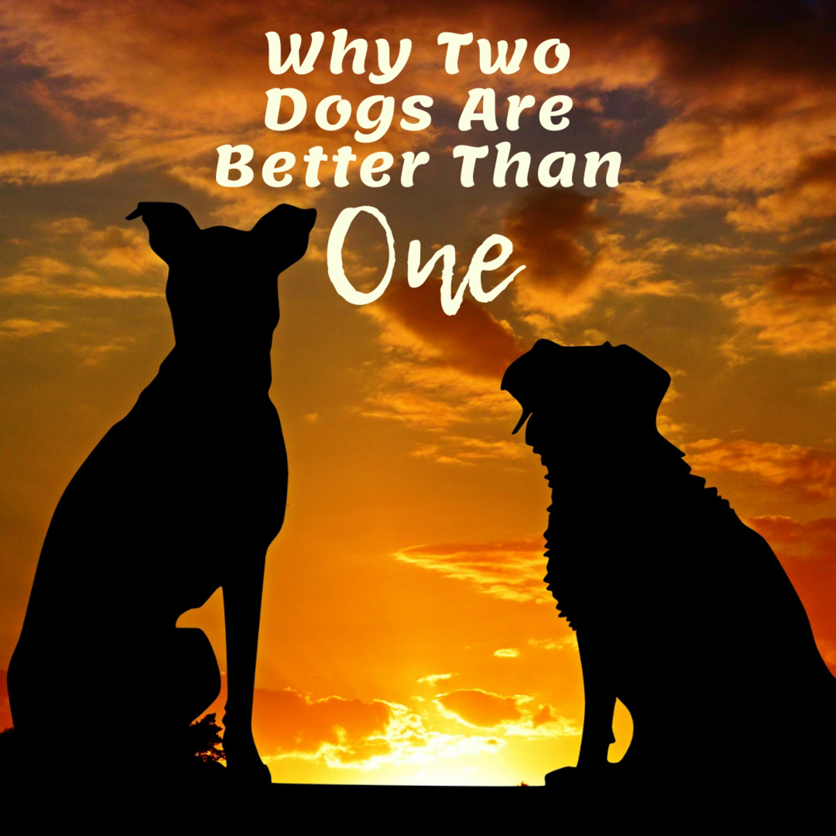 Five Reasons Why Two Dogs Are Better Than One