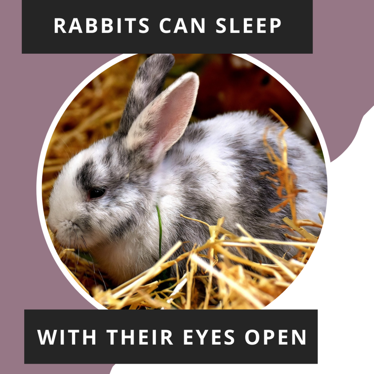 Rabbits fall asleep but also can wake up in an instant.