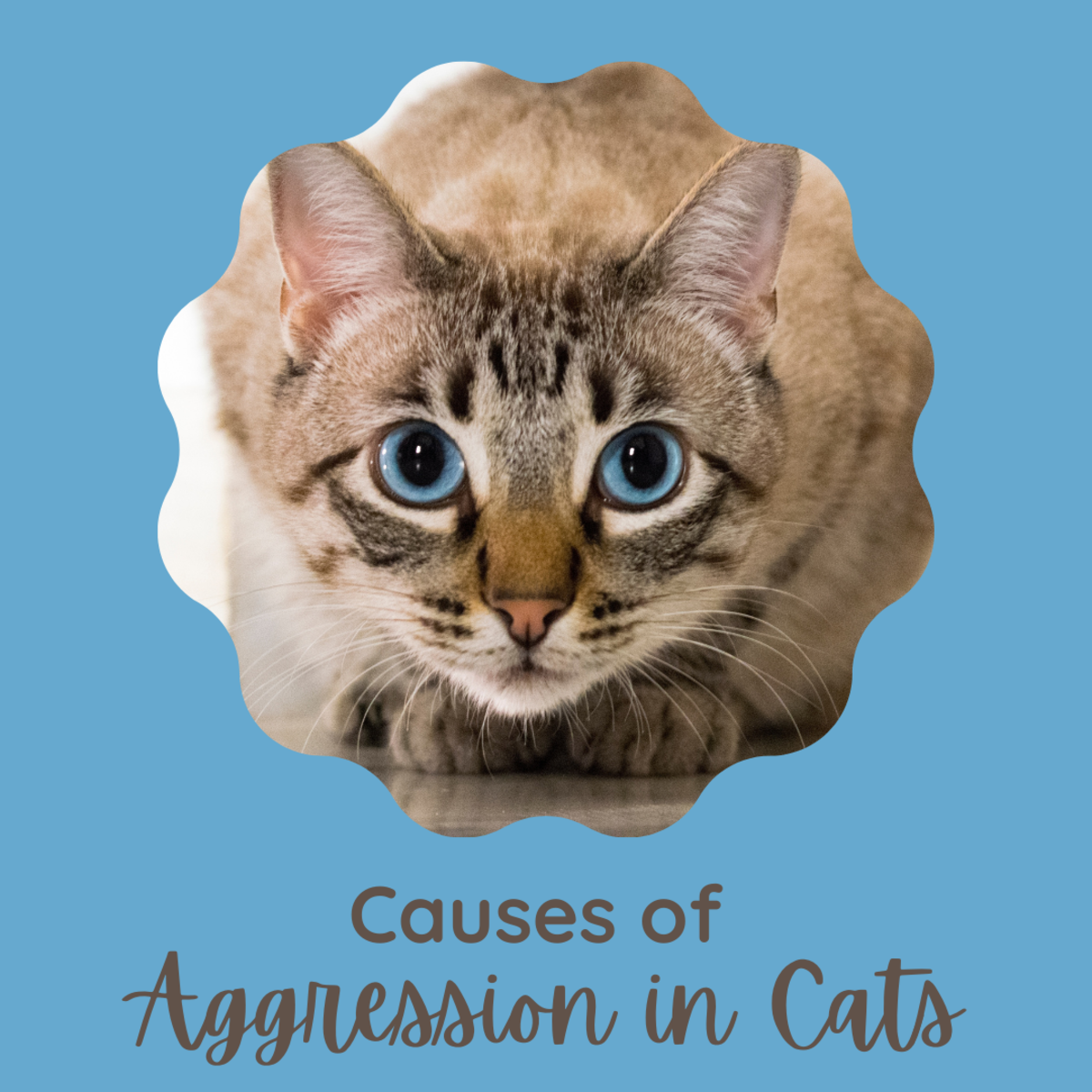 Physical and psychological causes of aggression in cats