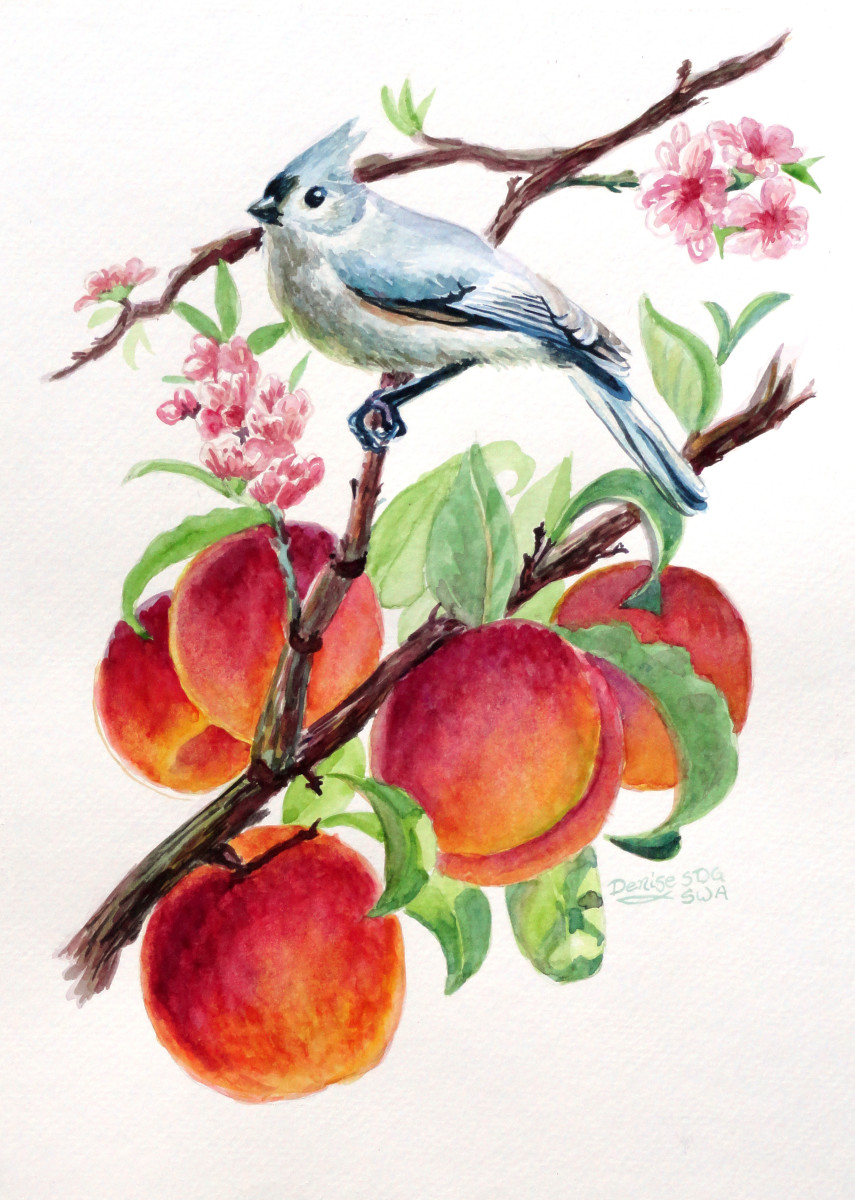 "Tufted Titmouse and Nectarines" sold watercolor
