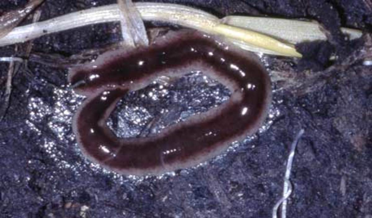 the-threat-posed-by-the-new-zealand-flatworm