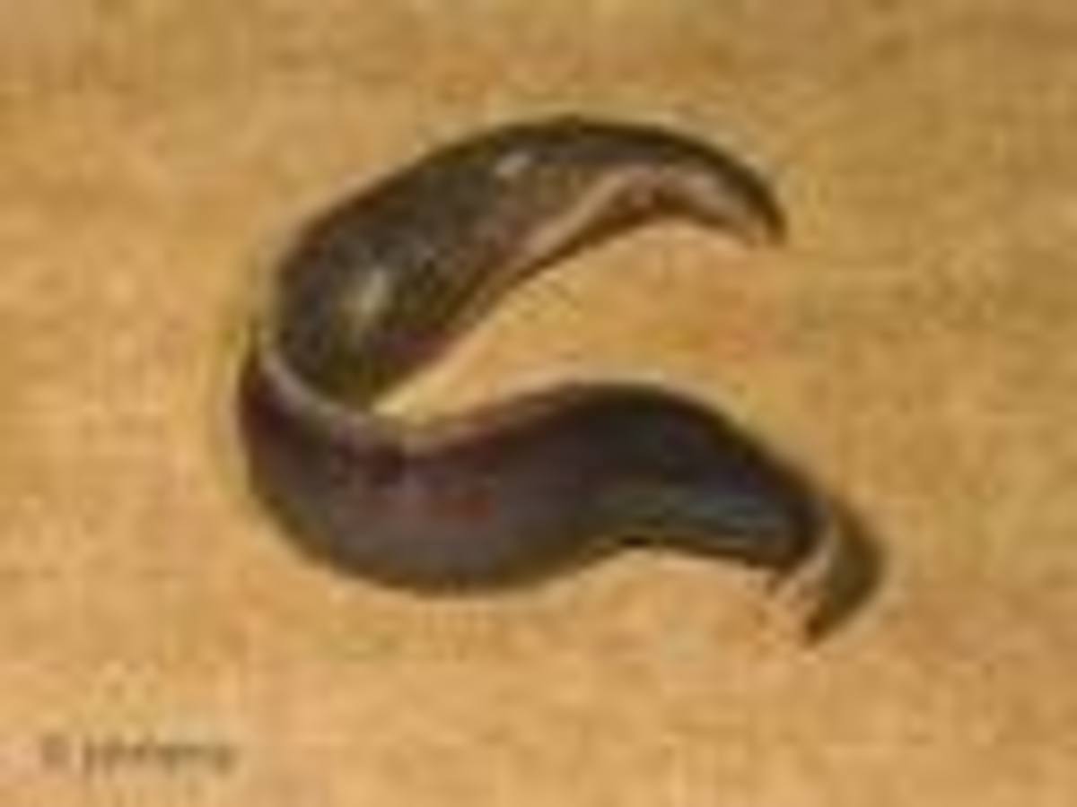 New Zealand Flatworm