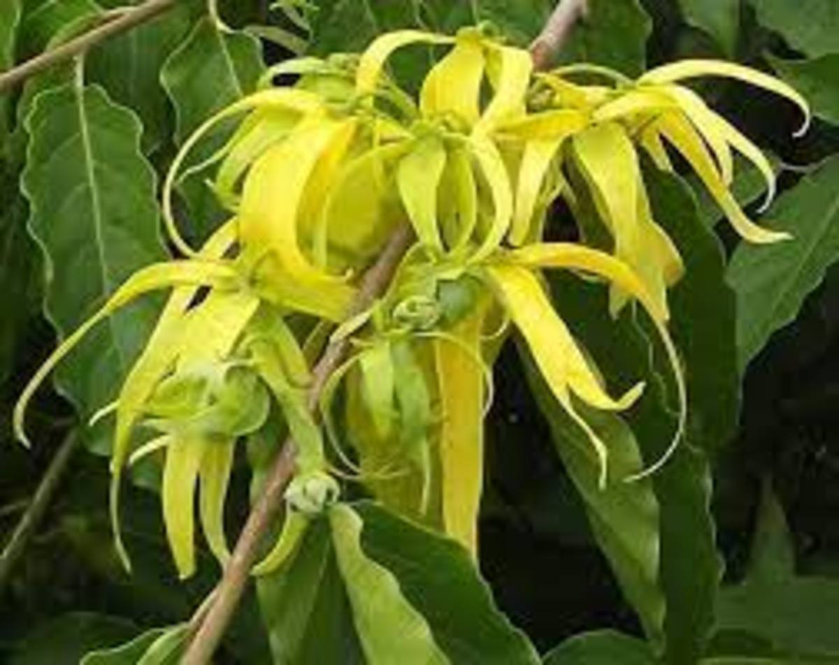 the-fabulous-ylang-ylang-perfume-tree