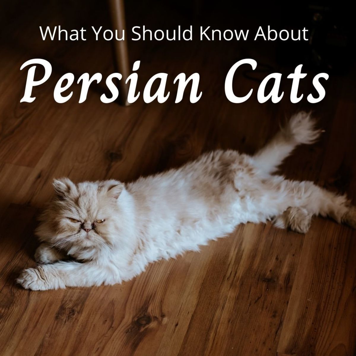 Things to Consider Before Buying a Persian Cat