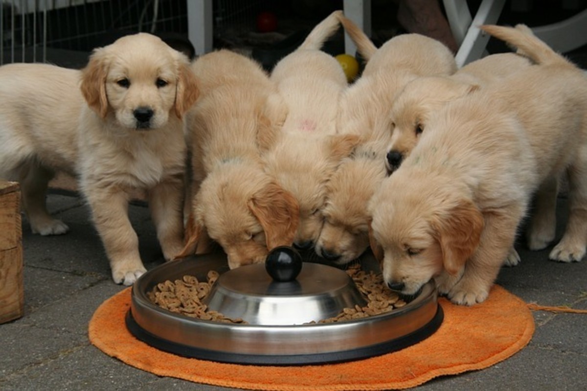 Too many puppies gathering at one bowl may lead to competition over time.