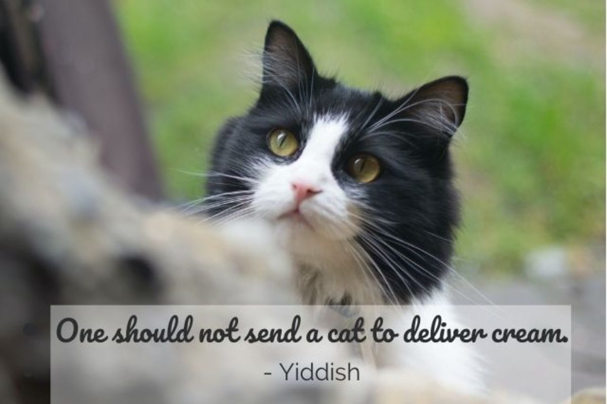 cute cat pictures with sayings