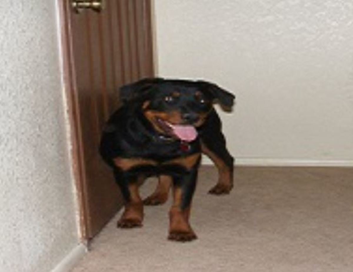 My Rottweiler Petra asking to be let outside. Starting around 5 months, she went through a phase of asking to go out just for fun. 