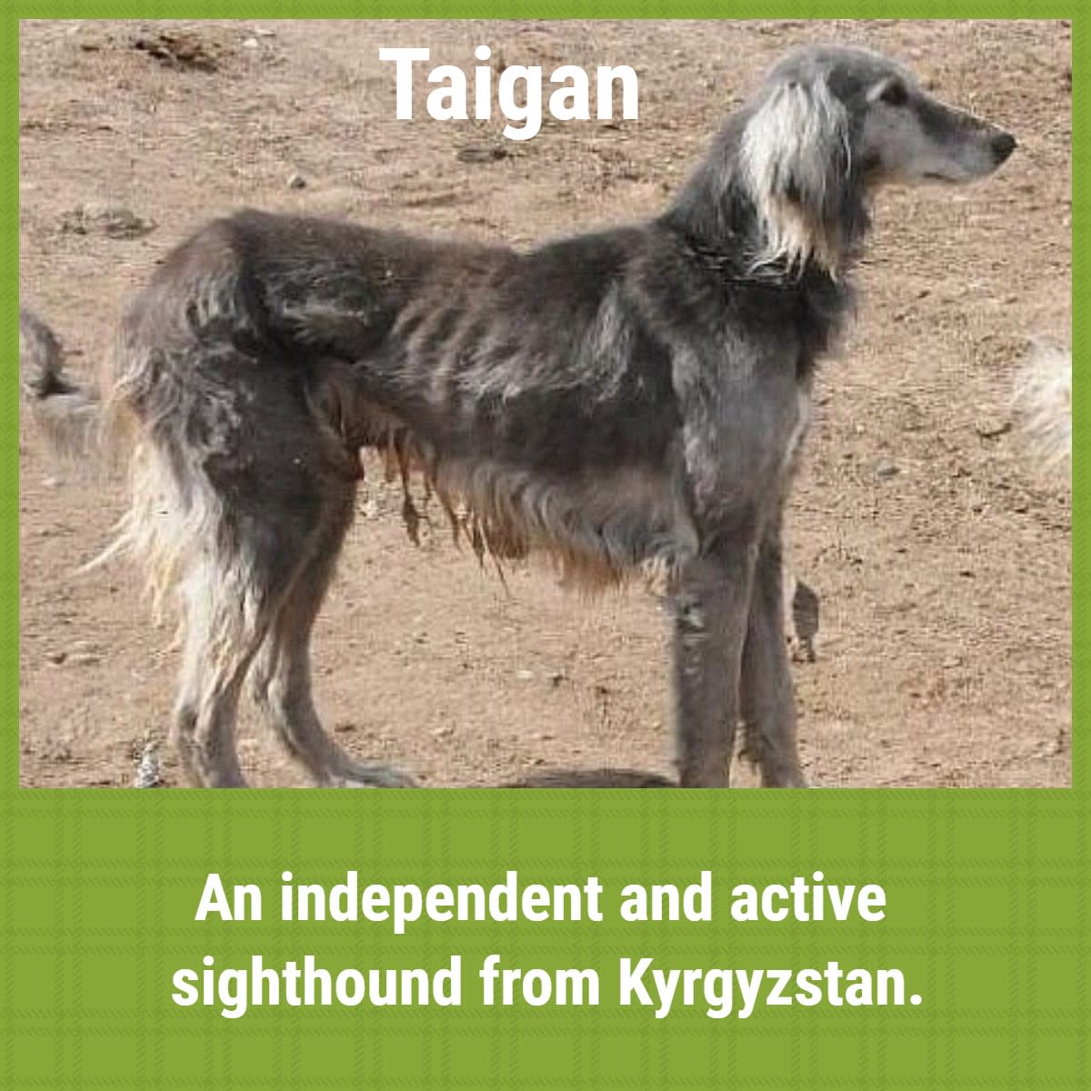 small sighthound breeds