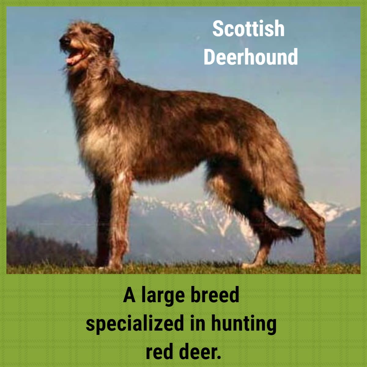 sighthound-breeds-explored