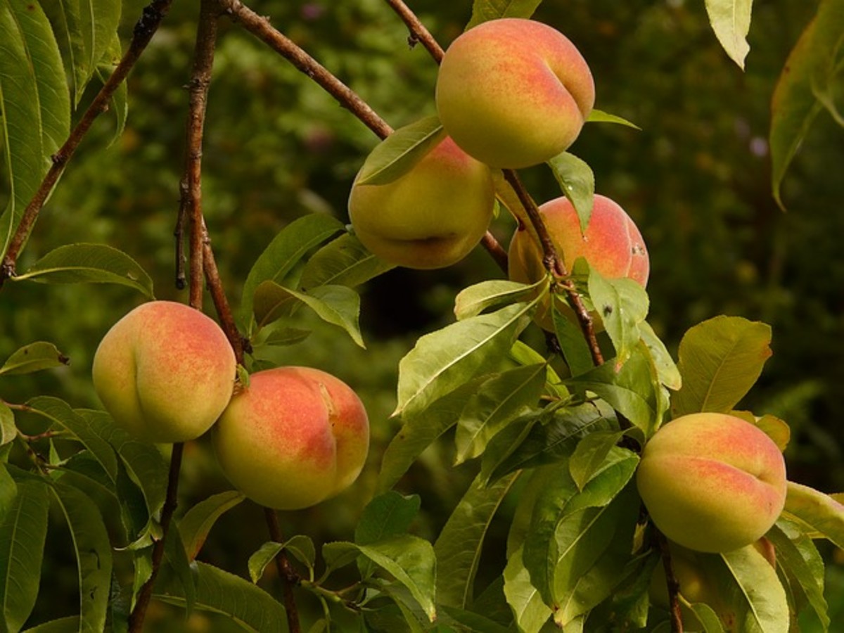 Georgia Peach - Georgia State Fruit.