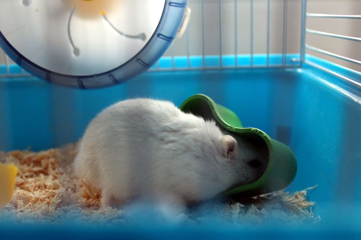 Hamster: Everything You Need to Know Before Adopting It!