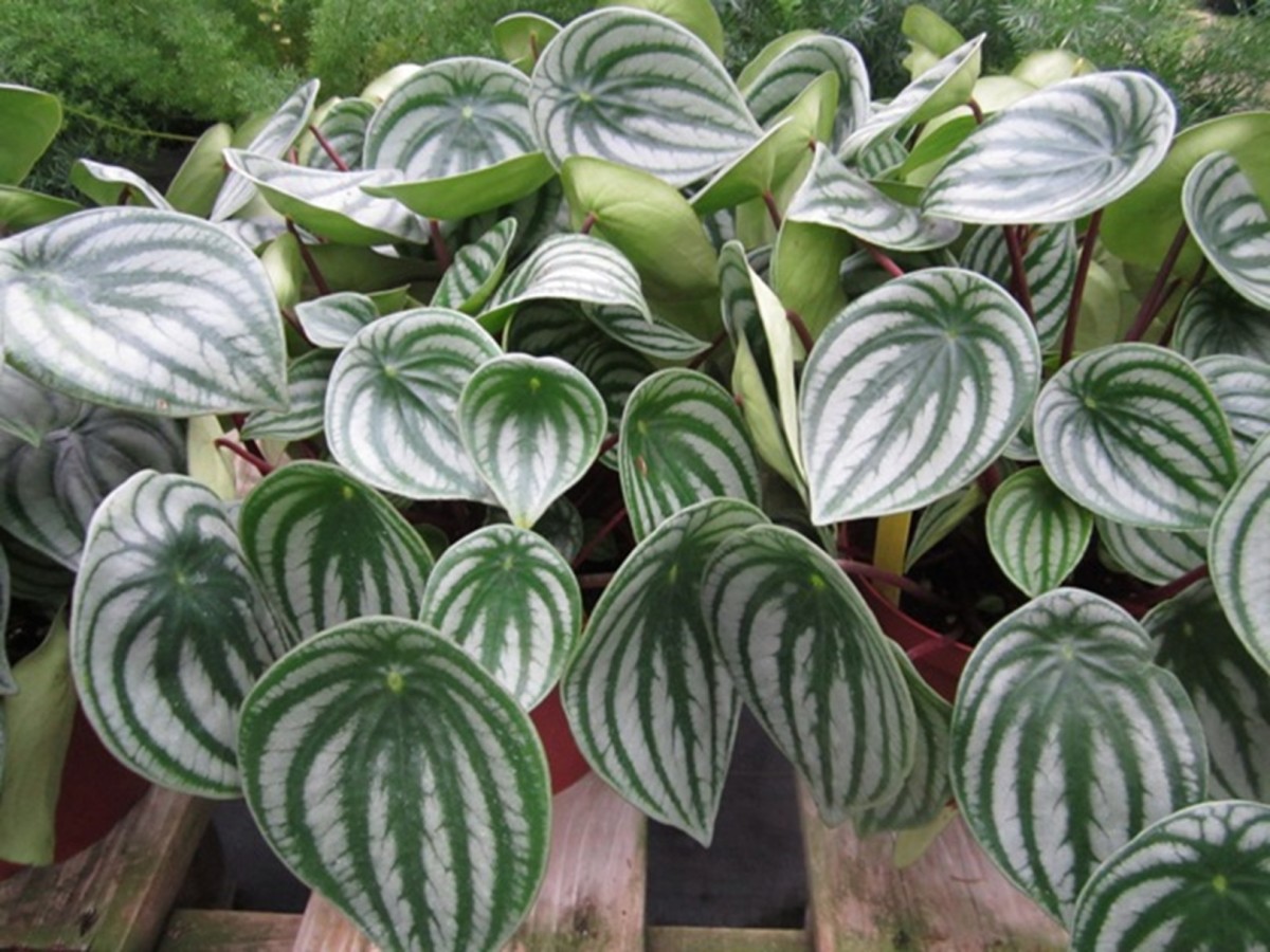 Watermelon peperomias are easy-to-care-for plants with green and silver striped leaves and bright red stems. 