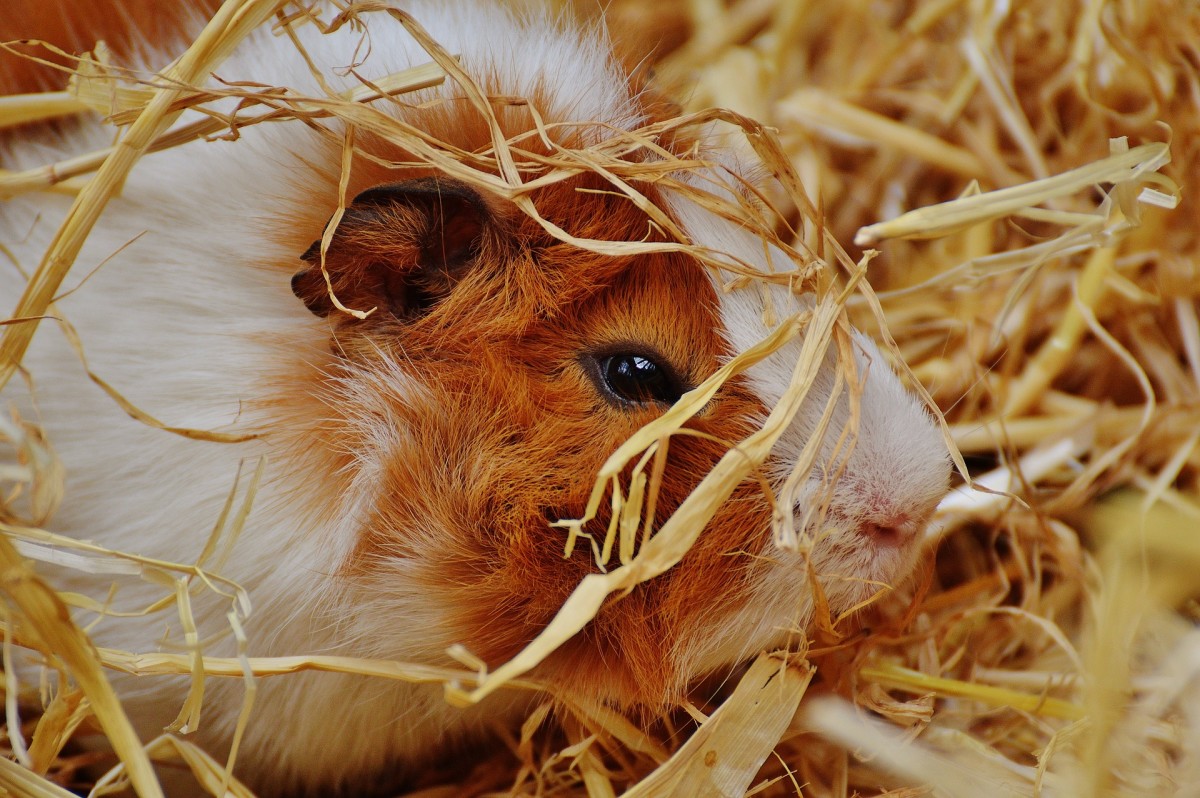 Learn everything you need to know to care for an adorable cavy!