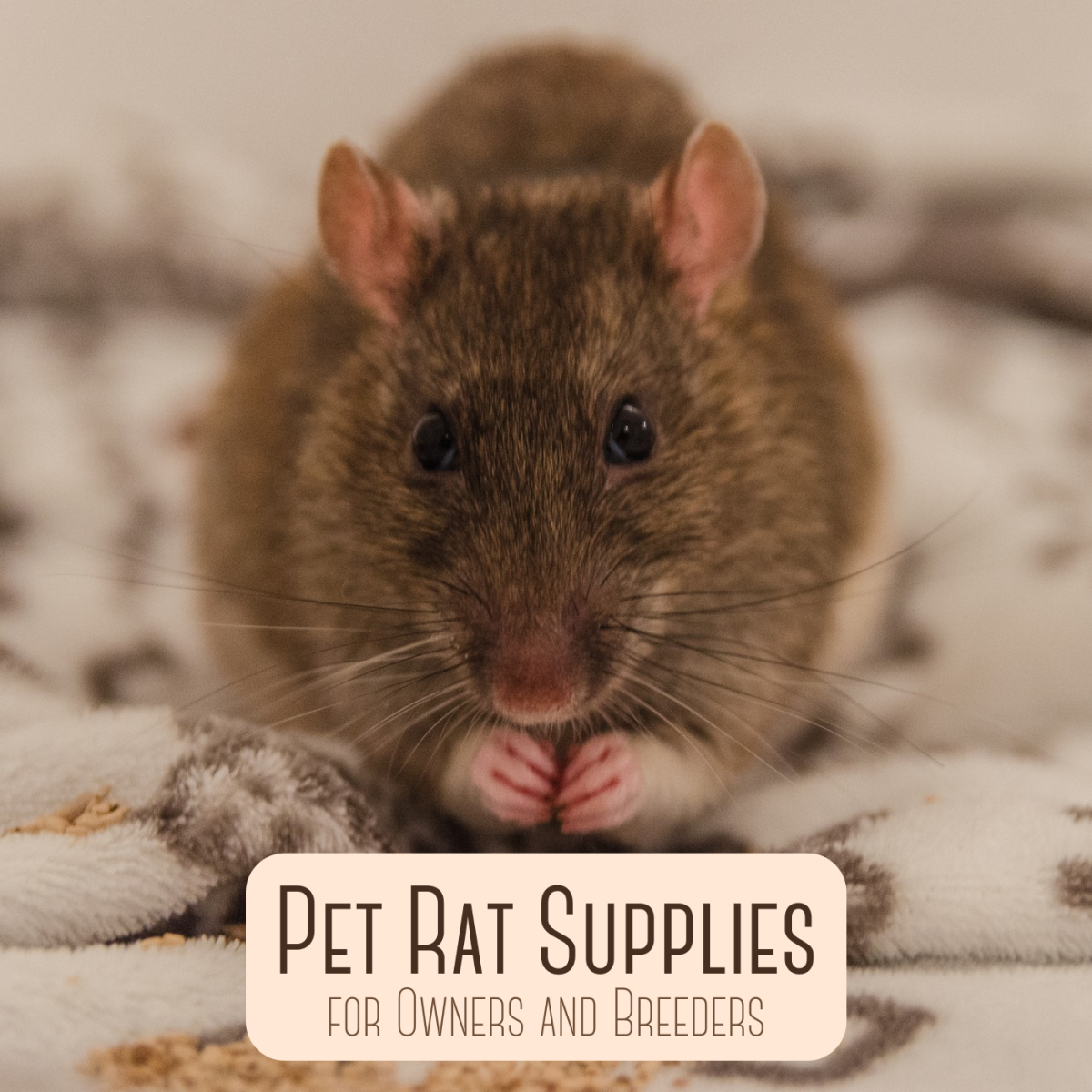 Fancy pet rats require certain supplies, cages, and care from their owners. Are you able to commit to a new furry friend?