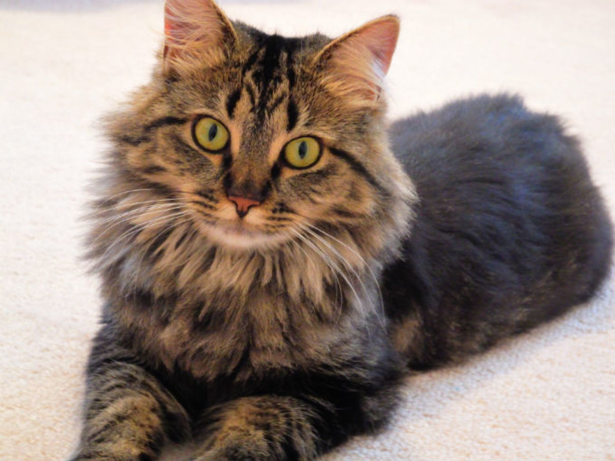 the-truth-of-the-maine-coon-cat