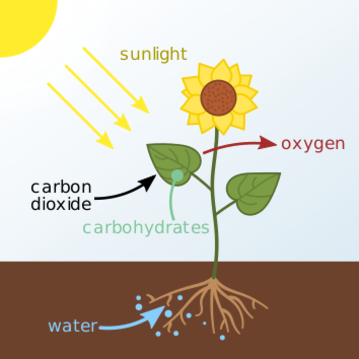 what is the role of water in photosynthesis explain