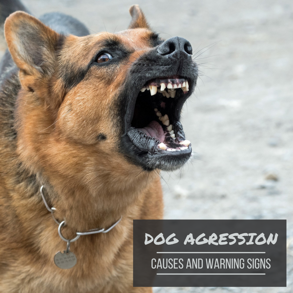 Do you know the warning signs of an aggressive or dangerous dog? Learn all about the warning signs in this article. 