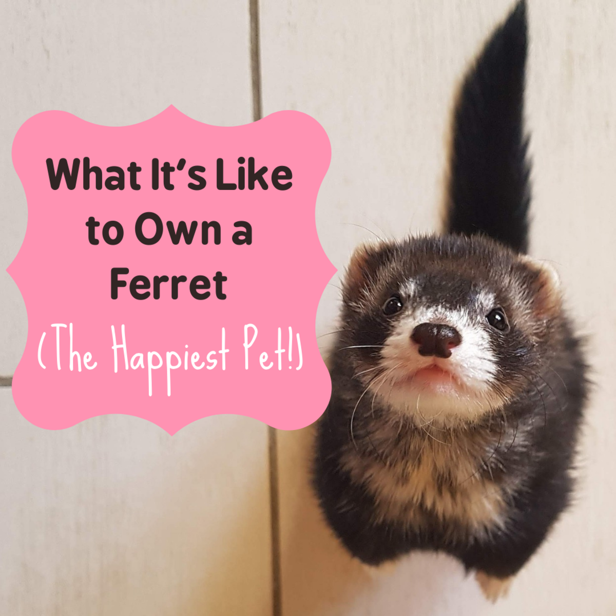 Meet the happy, exuberant ferret: a wonderful pet.