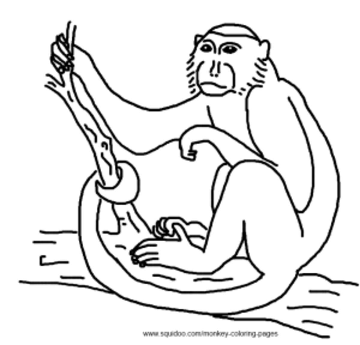 Capuchin Monkey Coloring Pages