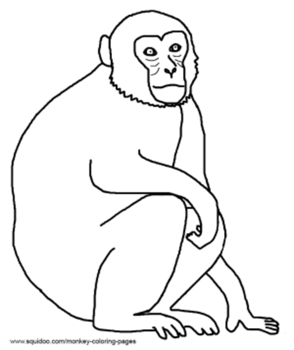 Rhesus Monkey Coloring Pages
