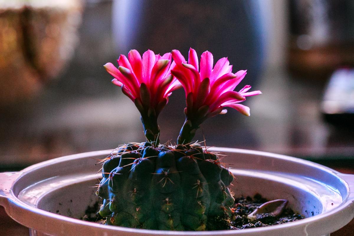 How Cacti Help You Learn to Be Grounded in Life, a Poem
