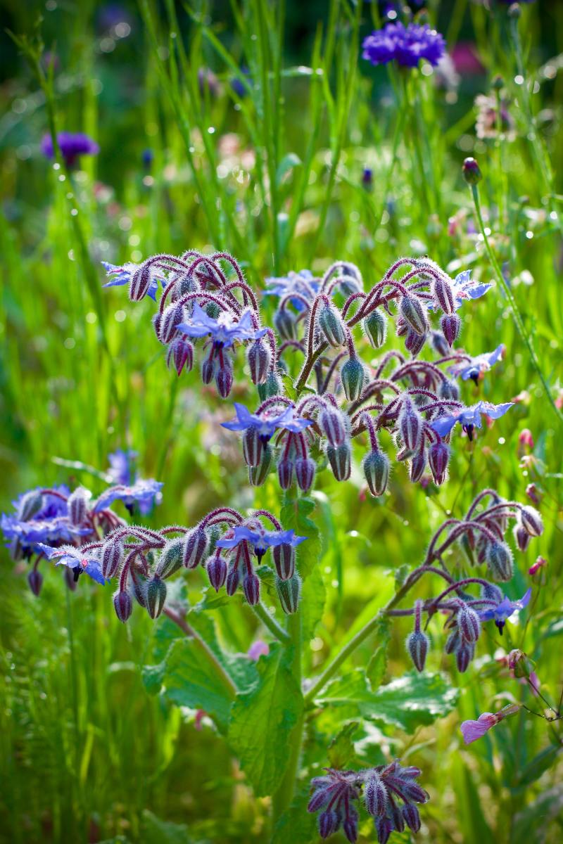 Using and Growing Borage: A Guide to One of the Prettiest Garden Herbs