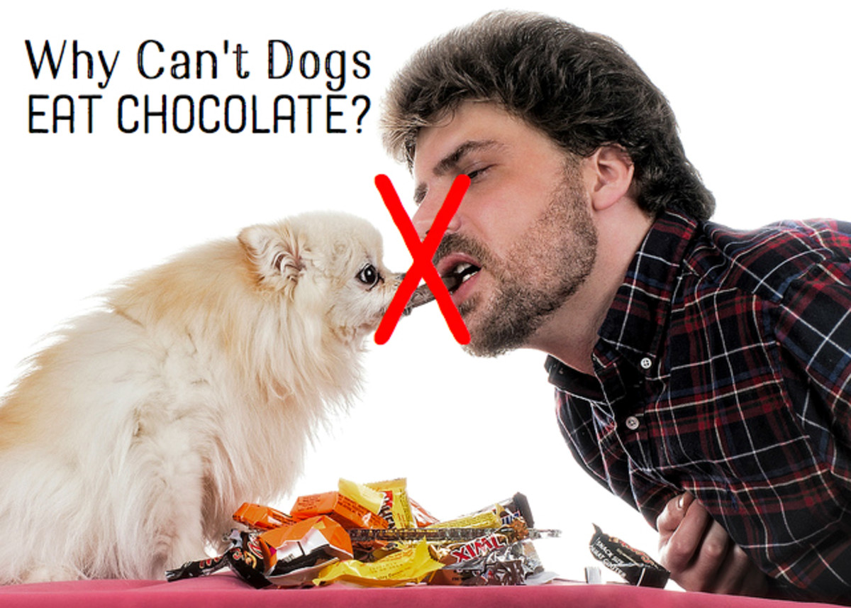 Why Can't Dogs Eat Chocolate?