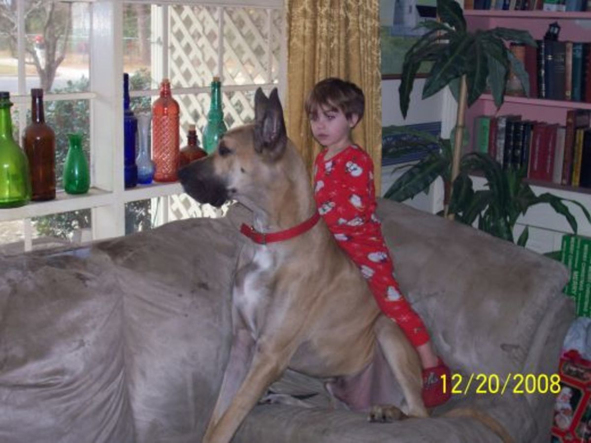Most giant dog breeds are great with kids.