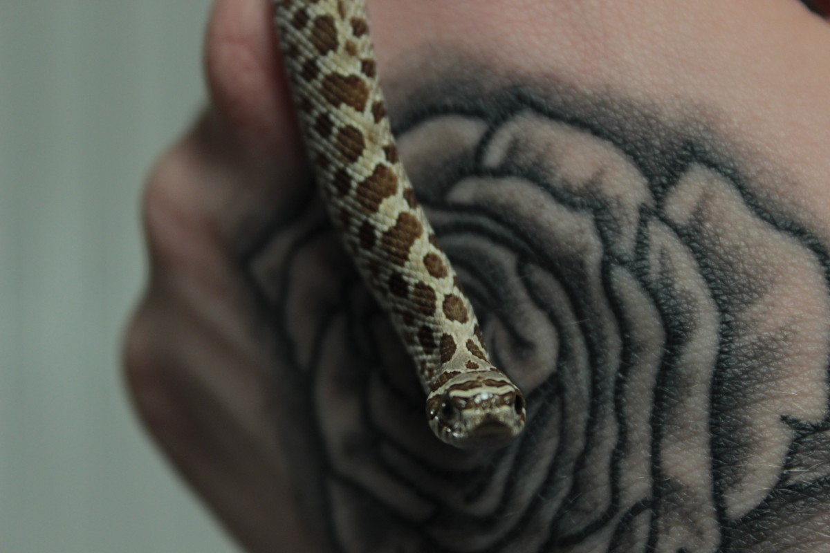 Understanding Snake Tattoos  Their Meaning  Chronic Ink