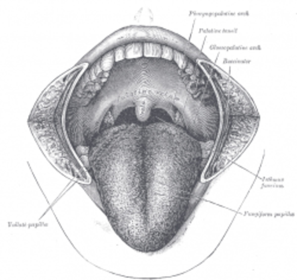 tonsilloliths-identifying-and-treating-tonsil-stones