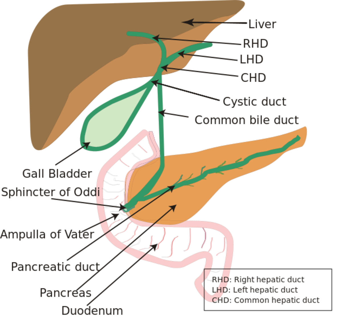 Location of the gallbladder (in green) and bile ducts